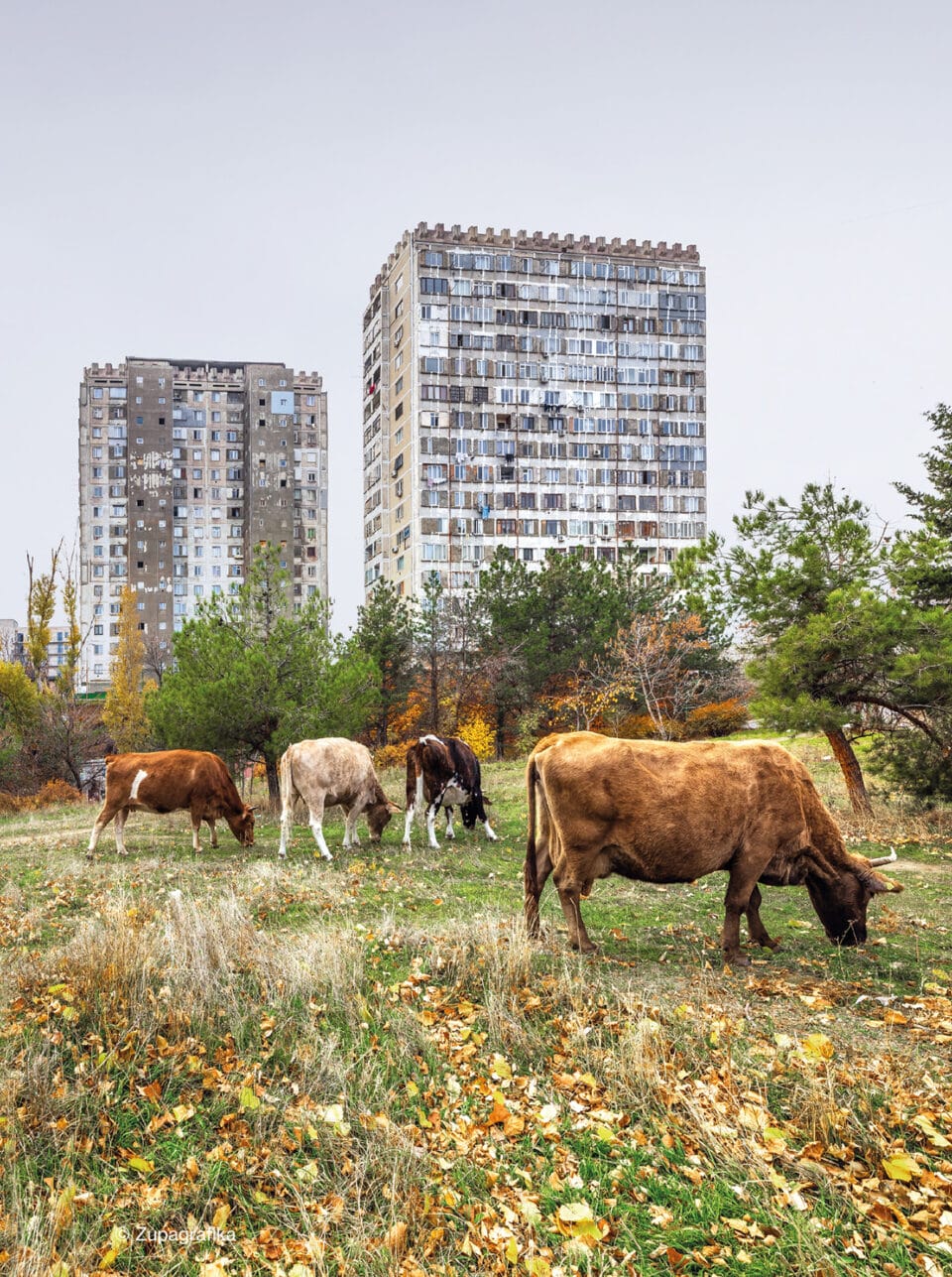 cows graze in a meadow with two large Soviet-era residential blocks in the background