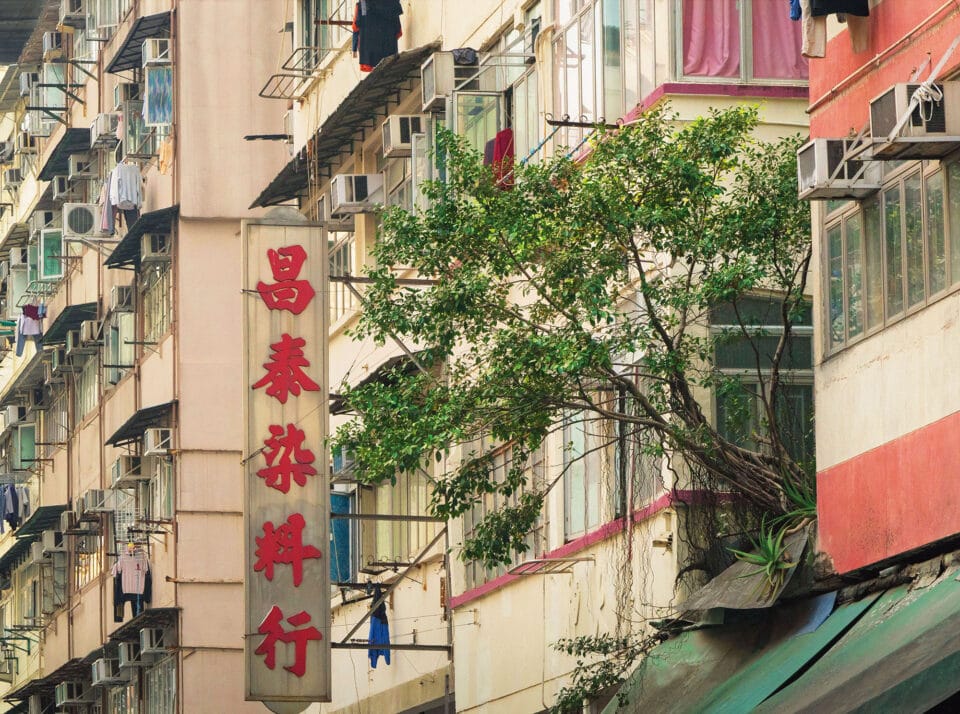 a tree grows from an upper floor of a building