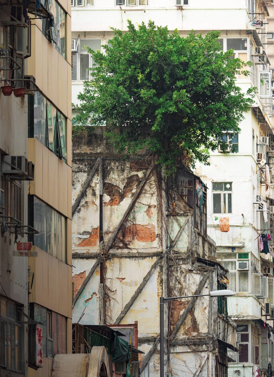 a tree grows from an upper floor of a building