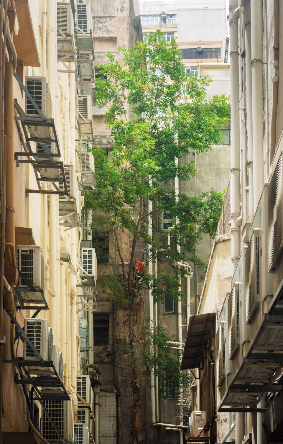 a tree grows from an upper floor of a building